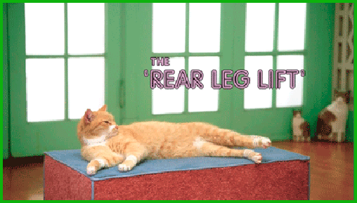 photo CAT1_zps11k7cqdc.gif