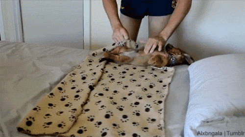 dog getting rolled up in blanket gif