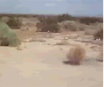 Tumbleweed_Rolling