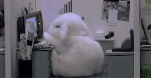 Here's a Bun to calm us all down.