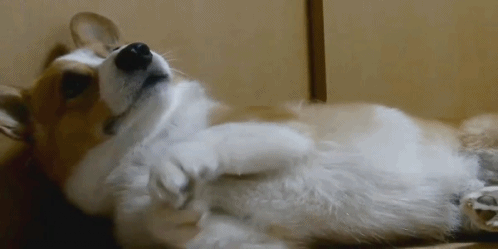  photo tumblr_m6c4k0OfUa1qiwf8po1_500_zpsakfdkgsb.gif