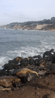 moss beach poem caroline gerardo haiku