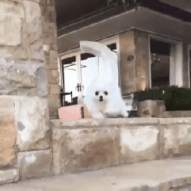 gif dog running explosion