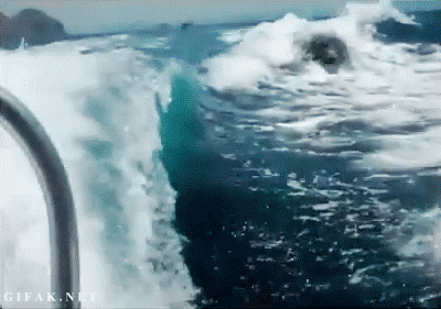 photo orca gif5_zps8us4nu3n.gif