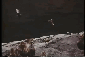 stampede over a cliff