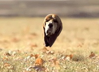 gif dog flapping