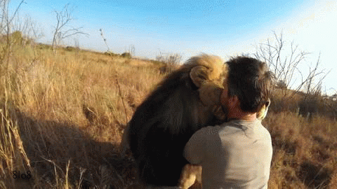photo lions-hug-8lo8-ytgifs-o_zpszxbx2fv0.gif