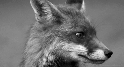 What does the fox say?