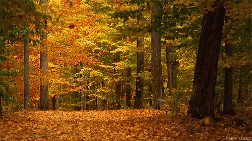 photo falling autumn leaves_zps37eodpwf.gif
