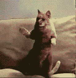  photo dancing cat_zps4najvdvh.gif