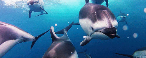  photo tumblr_m8qunjiP3n1qhsgdto3_500.gif