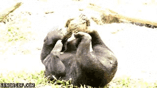 bear toes