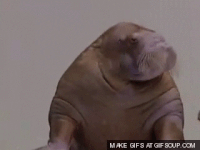 photo FF5DEE99-8682-483D-9ECD-AC52F00ABB66_zpsegohw4sd.gif