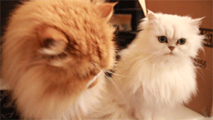 catfight