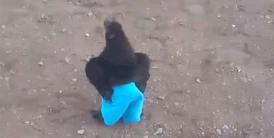 chicken gif