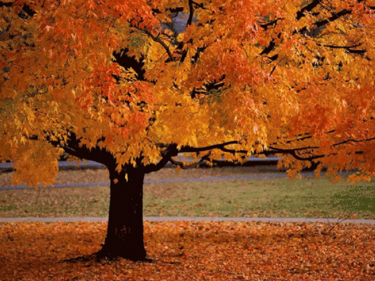 fall-gif