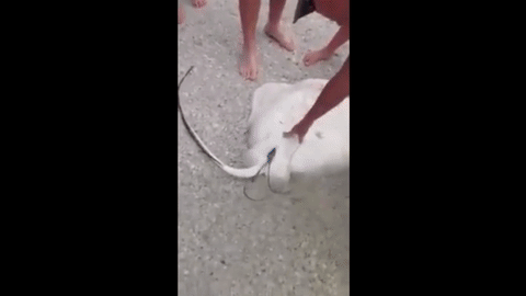 stingray-beach-birth