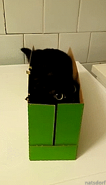 cat in a box gif