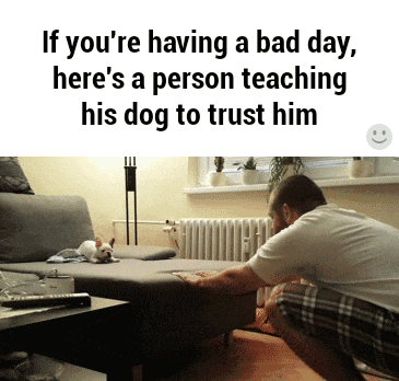 dog-trust