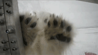  photo Polar-Bear-on-Window-SM1_zpsvfgdk7sg.gif