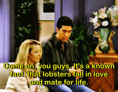 Lobsters photo tumblr_m6kfqnZhor1qjd1y3o4_250_zpsyadqfjtj.gif