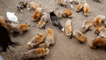 Fox Vilaage Swarm of Foxes