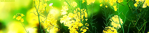 description/