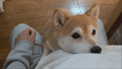 shiba-tail-wag