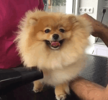 Dog GIF - Find & Share on GIPHY