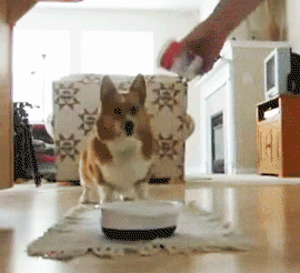 excited omg corgi omfg