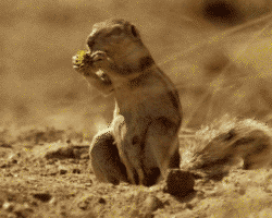 nuts