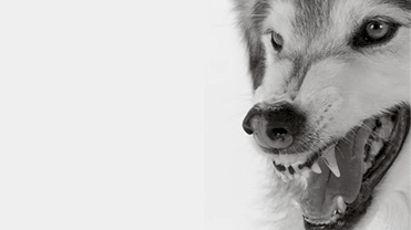 wolf-animated-gif-8.gif (371×208)