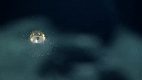 Cosmic Jellyfish