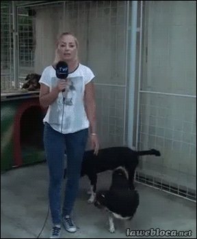 Animals 20