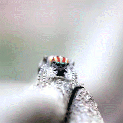 PeacockGIF