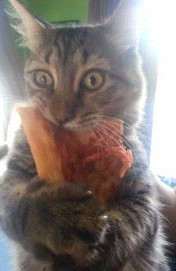  cat pizza hungry parents fridge GIF