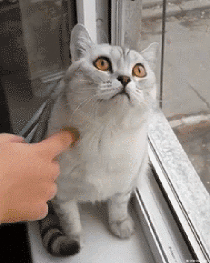 Il gatto in fissa, tramortito dalla realtà delle cose