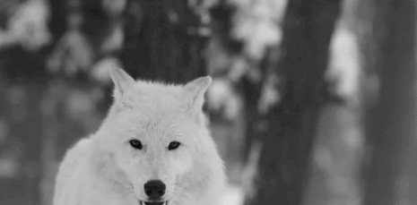 photo 2A32A3A0-C68D-4275-96E9-FCB33F229E73_zpsxiang9nb.gif