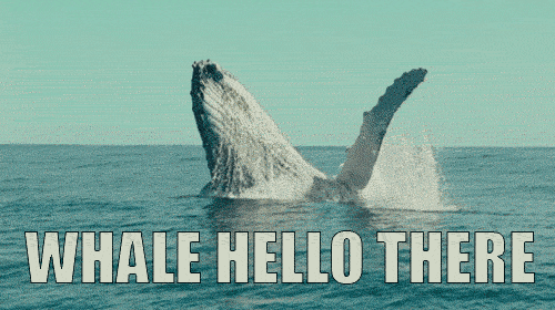 photo whale_hello_zps8tnqjkxi.gif