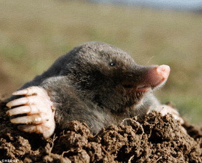 happy mole