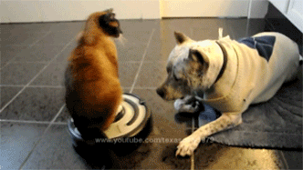 cat attack