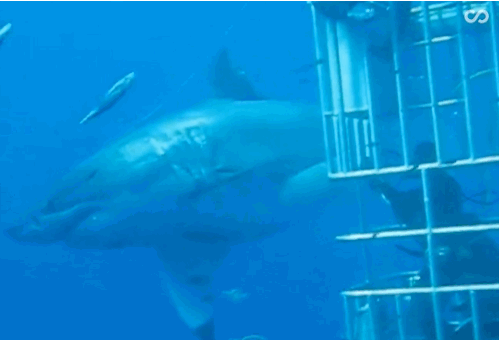 shark diving cage