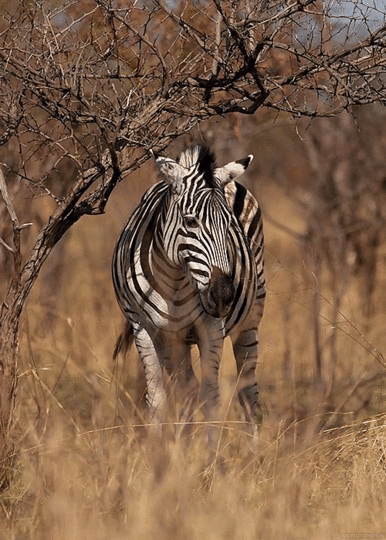 zebra-animated-gif-1.gif (500×700)