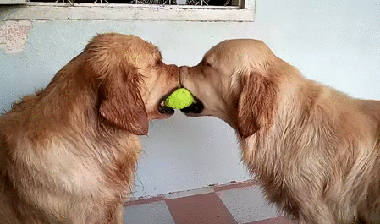 Image result for labradors gif