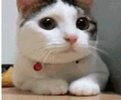 a gif of a cat frenetically shaking its head