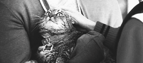  photo emeryandestelle_zpsq7ootypk.gif