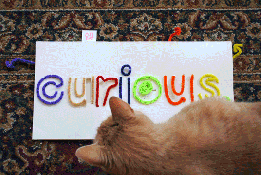 curious_cat.gif (536×359)