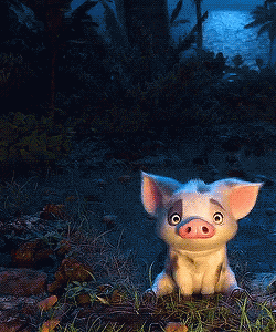 Image result for moana pig gifs