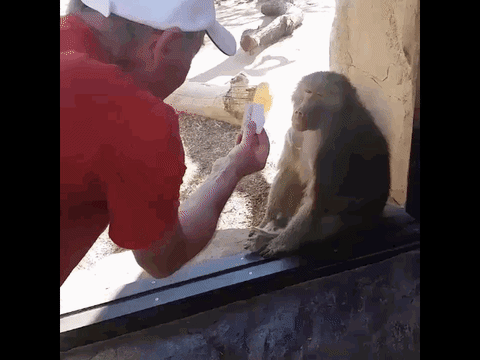 trick GIF