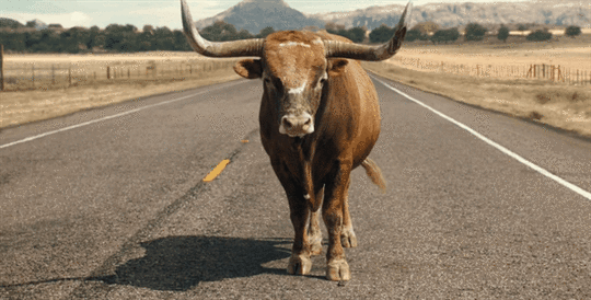  photo bull1_zpsmuk5eswk.gif